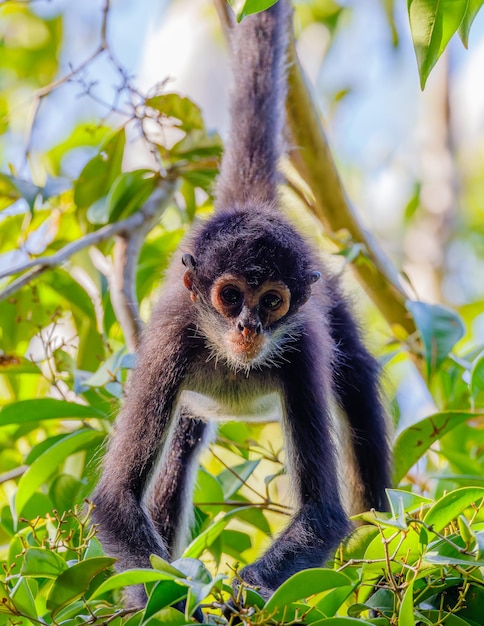 Un gros plan du singe