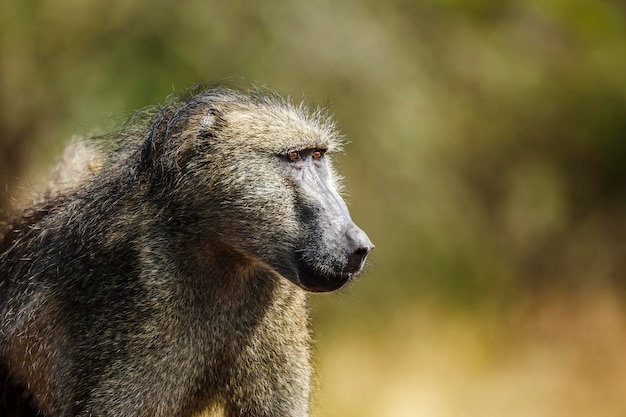 Un gros plan du singe