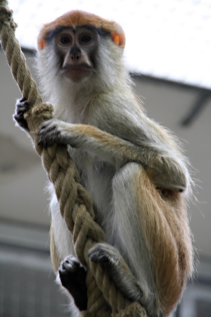 Photo un gros plan du singe