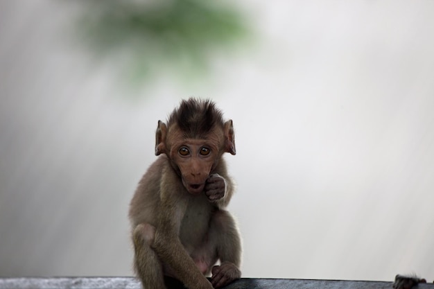 Photo un gros plan du singe