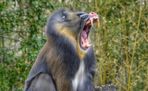 Photo un gros plan du singe