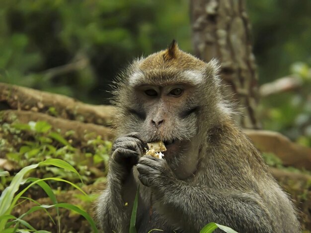 Photo un gros plan du singe