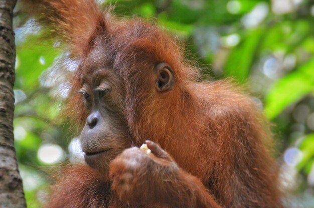 Photo un gros plan du singe