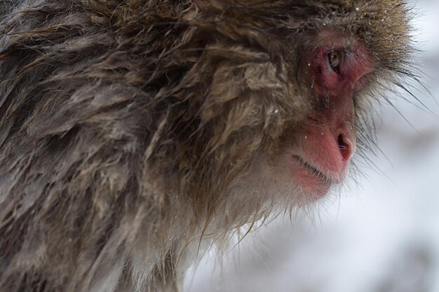 Photo un gros plan du singe