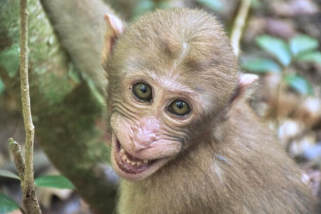 Un gros plan du singe