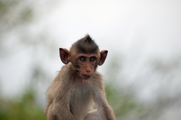 Un gros plan du singe