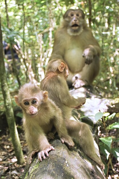 Photo un gros plan du singe