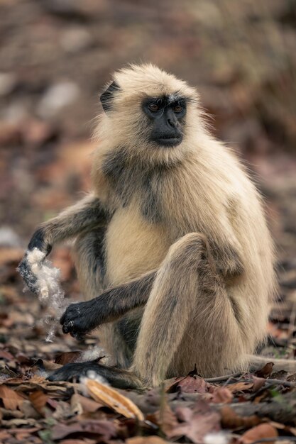 Photo un gros plan du singe