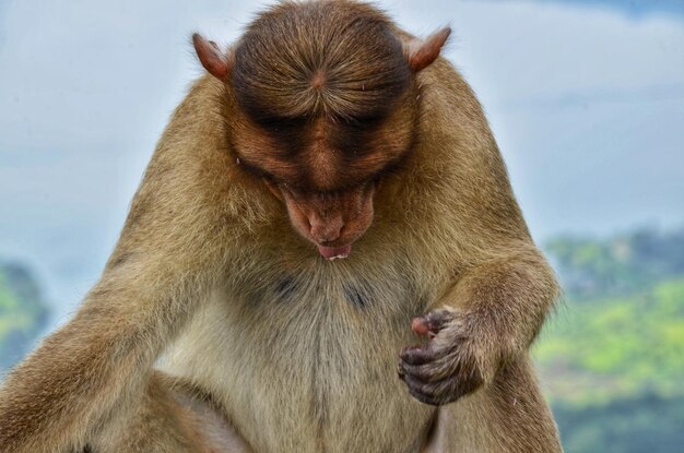 Photo un gros plan du singe