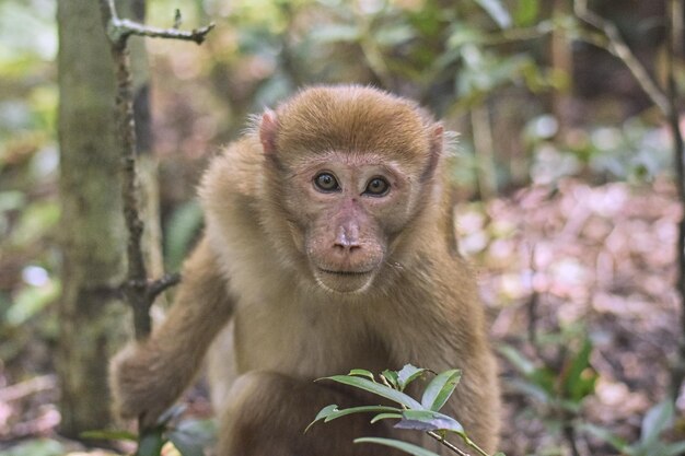 Un gros plan du singe