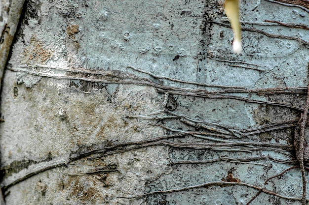 Photo un gros plan du sol avec les racines de l'arbre