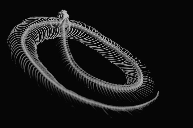 Photo un gros plan du squelette de serpent sur un fond noir