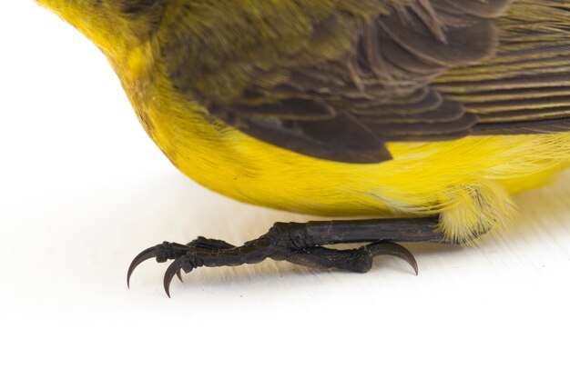 Gros plan du sunbird à dos d'olive