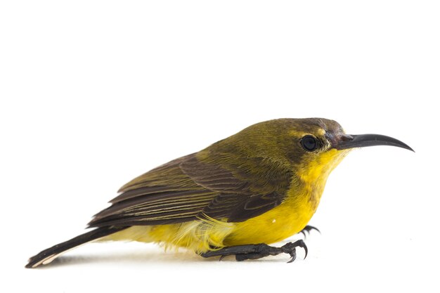 Gros plan du sunbird à dos d'olive