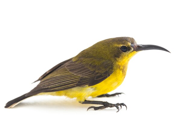 Gros plan du sunbird à dos d'olive