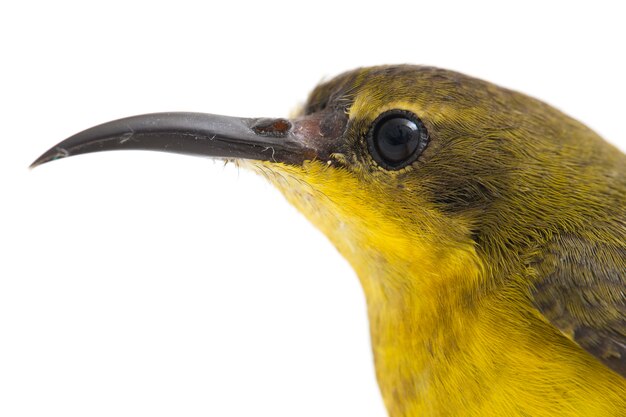 Gros plan du sunbird à dos d'olive