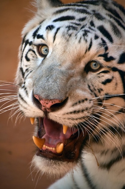 Un gros plan du tigre blanc qui grogne