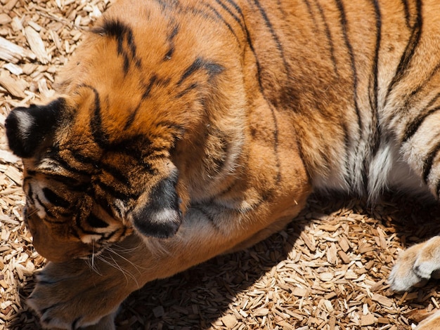 Gros plan du tigre en captivité.