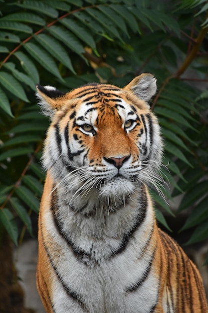 Un gros plan du tigre contre les arbres