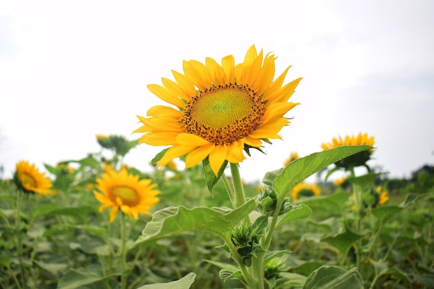 Gros plan du tournesol dans le domaine