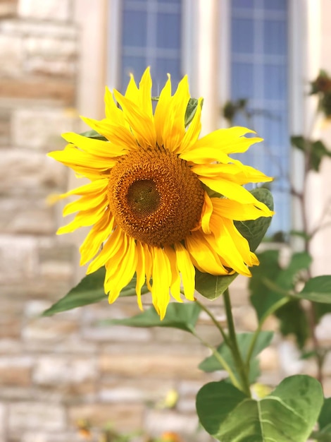 Un gros plan du tournesol