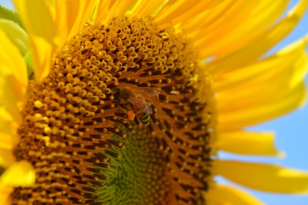 Un gros plan du tournesol