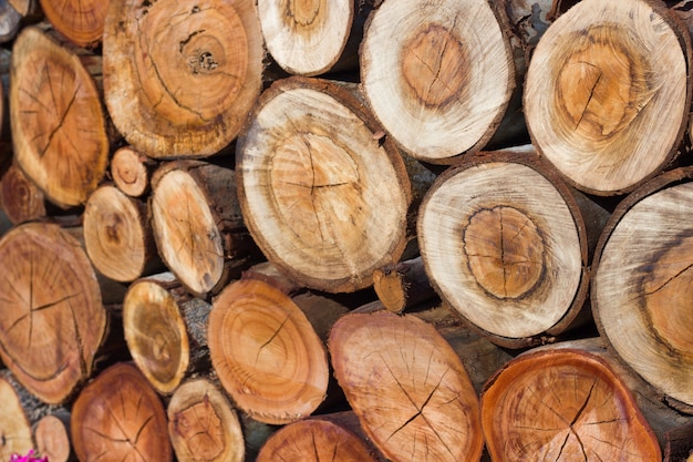 Gros plan du tronc d&#39;arbre coupé.