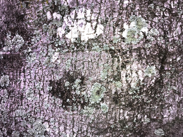 Gros plan du tronc d'arbre grunge tronc naturel texture background