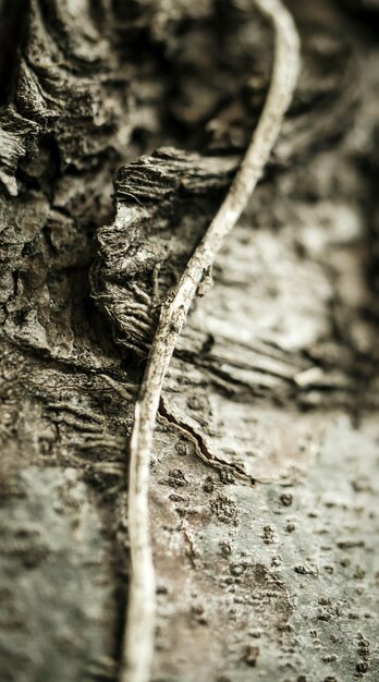 Un gros plan du tronc de l'arbre