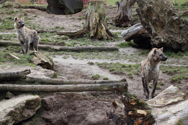 Gros plan du tronc de l'arbre