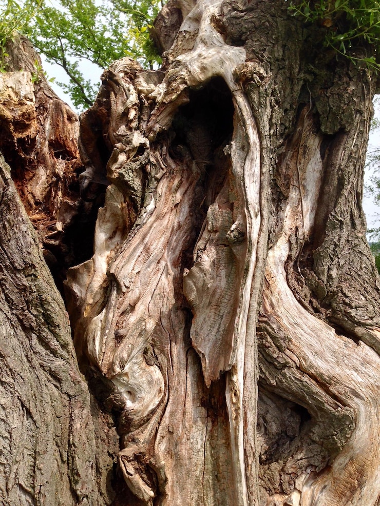 Photo gros plan du tronc de l'arbre