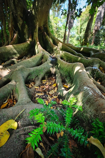 Gros plan du tronc et des racines de Ficus macrophylla