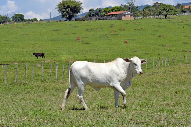 Gros plan du veau Nellore dans le pré avec des arbres. État de Sao Paulo, Brésil