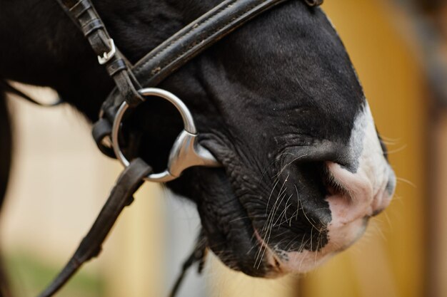 Gros plan du visage de cheval