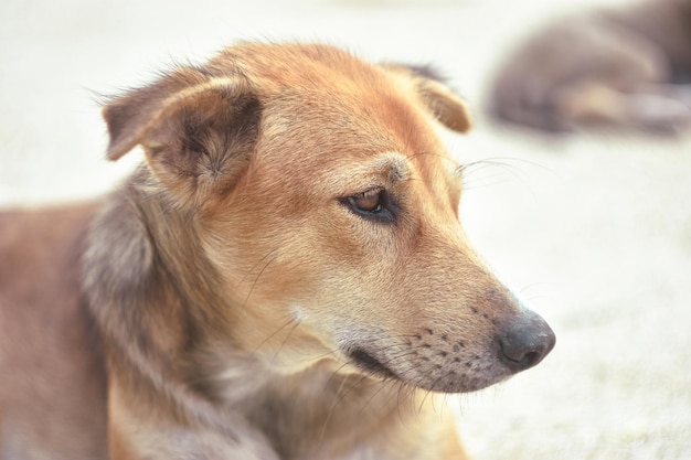 Un gros plan du visage de chien brun