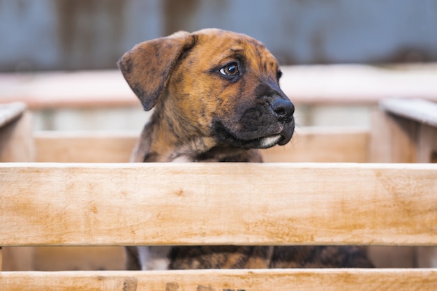 Gros plan du visage d'un chiot Alano espagnol dans une boîte en bois avec arrière-plan flou