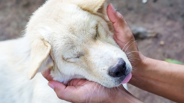 Gros plan du visage du chien.