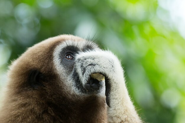 Gros plan du visage de Gibbon au zoo