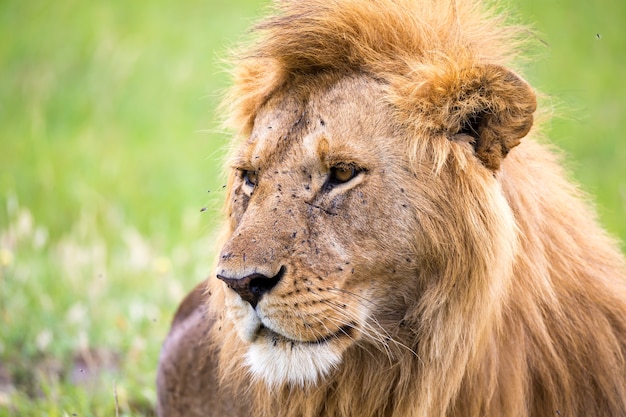 Le gros plan du visage d'un lion dans la savane du Kenya