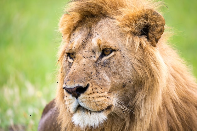 Un gros plan du visage d'un lion dans la savane du Kenya