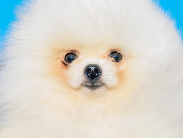 Gros plan du visage d'un mignon poméranien blanc moelleux à l'extérieur