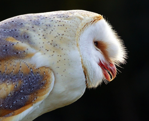 Gros plan du visage des oiseaux