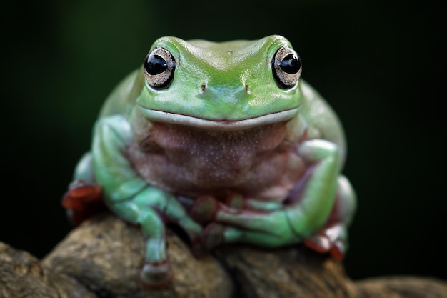 Gros plan du visage de la rainette verte