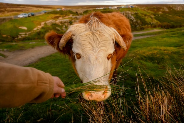 Gros plan du visage de vache broutant sur un pré vert au coucher du soleil dans le Yorkshire