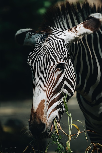 Photo un gros plan du zèbre