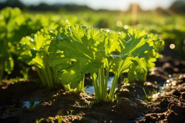 Gros plan dynamique d'un champ de céleri en pleine croissance généré par l'IA