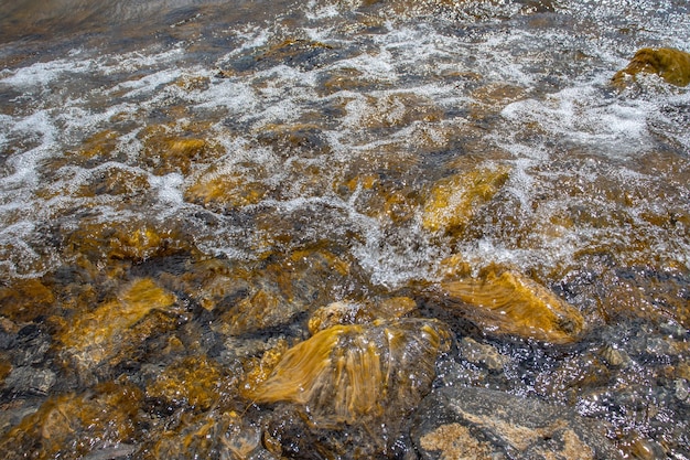 Gros plan de l'eau avec des algues sur la photo de concept de plage