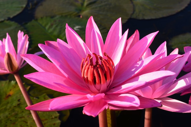 Gros plan sur l'eau rose fleur Lilly