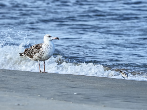 Gros plan d'un échassier sur la plage