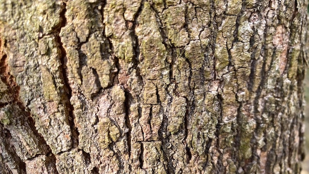 Un gros plan d'une écorce d'arbre avec une couleur verte et brune